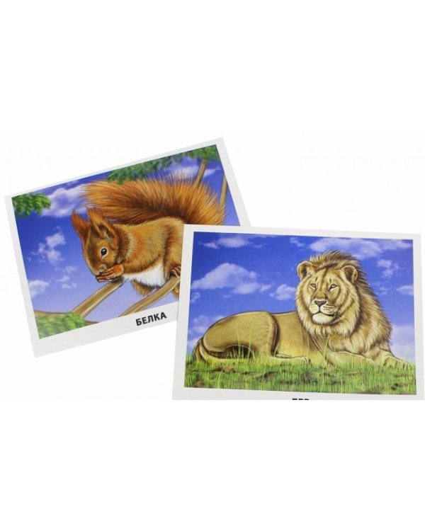 Обучающие карточки. Млекопитающие