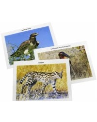 Обучающие карточки. Животный мир. Саванны