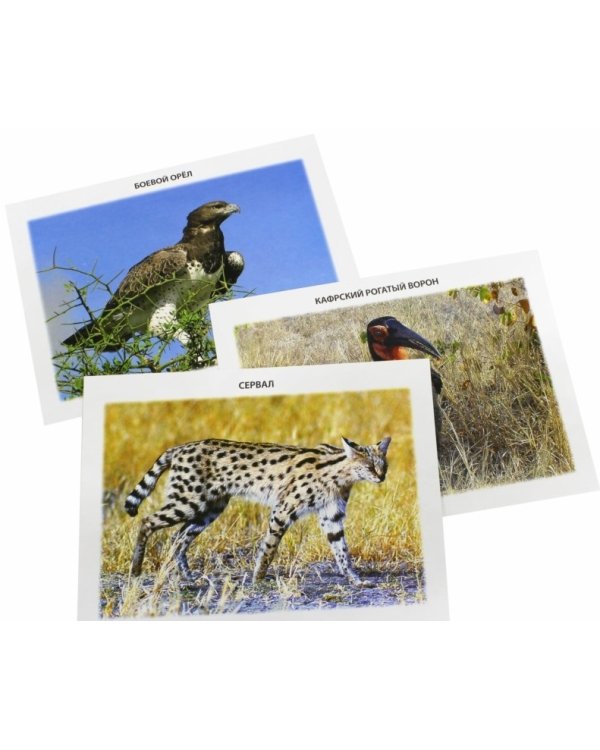 Обучающие карточки. Животный мир. Саванны