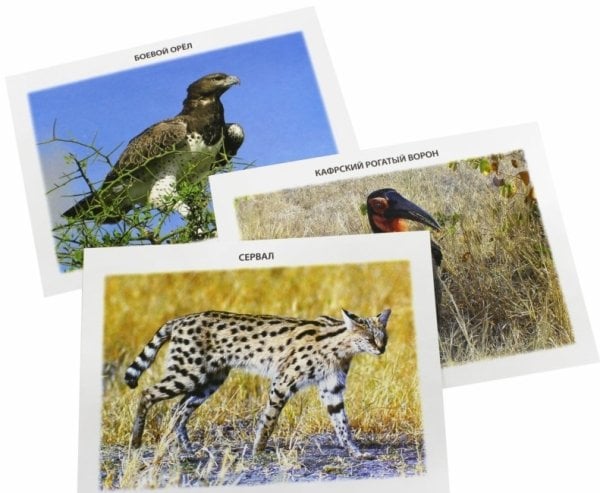 Обучающие карточки. Животный мир. Саванны