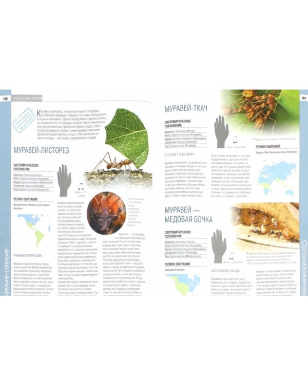 Самые редкие, красивые и удивительные насекомые мира