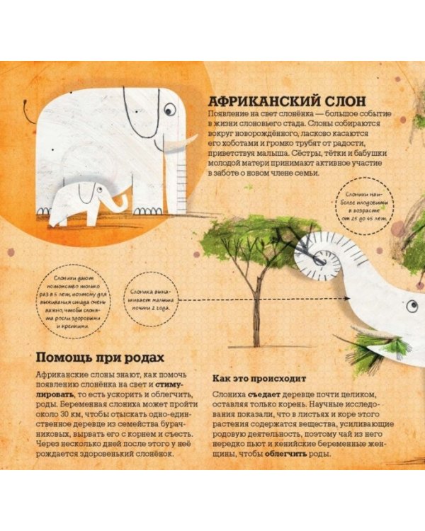 Животные-врачи. Как животные лечат друг друга