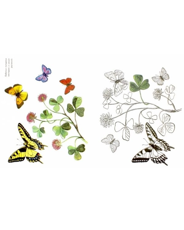 Альбом для раскрашивания. Бабочки