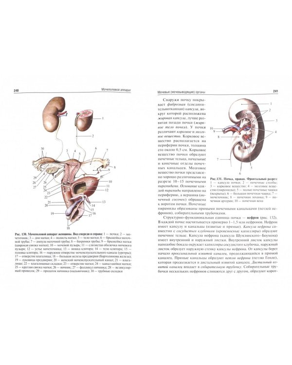 Анатомия человека.Учебник для фармацевтических факультетов