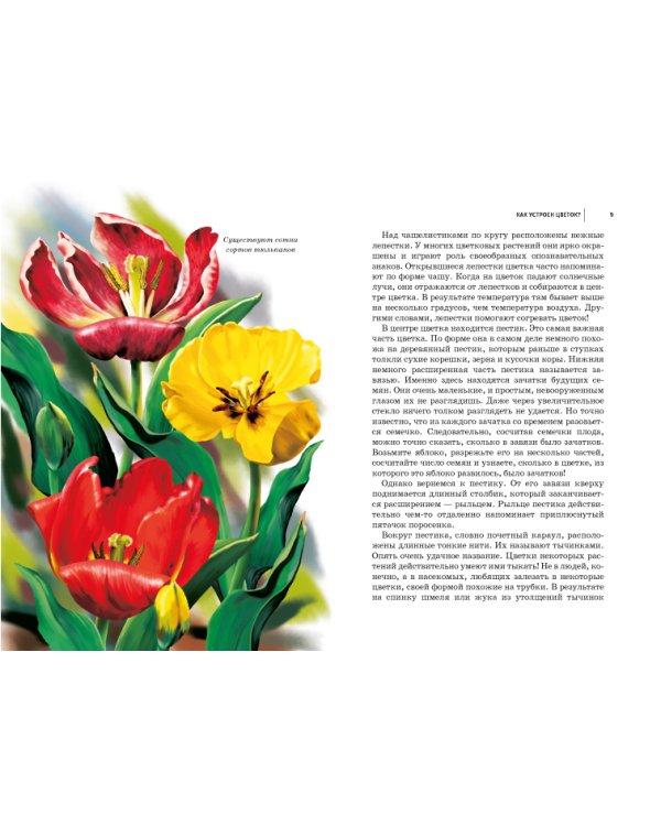 Цветы. Школьный путеводитель