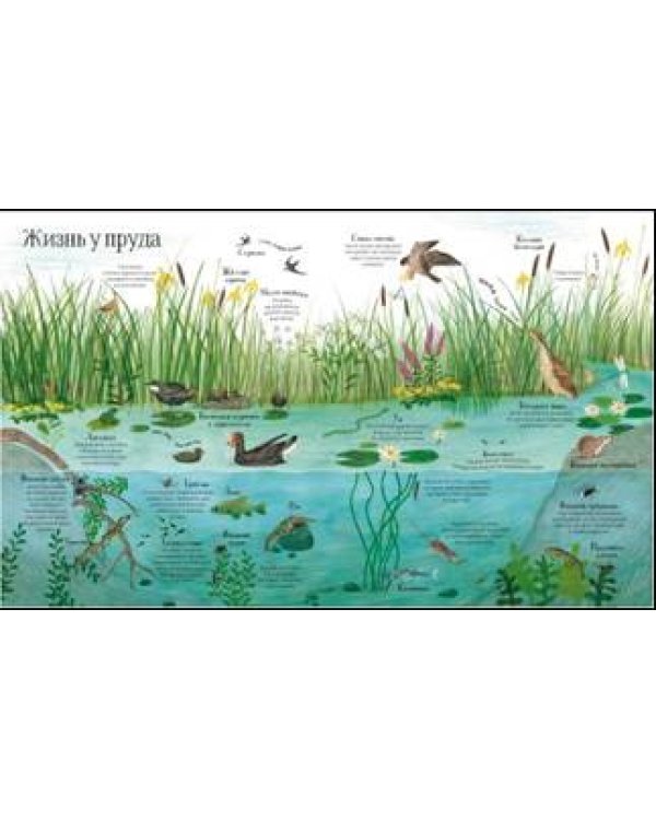 Встречи с дикой природой