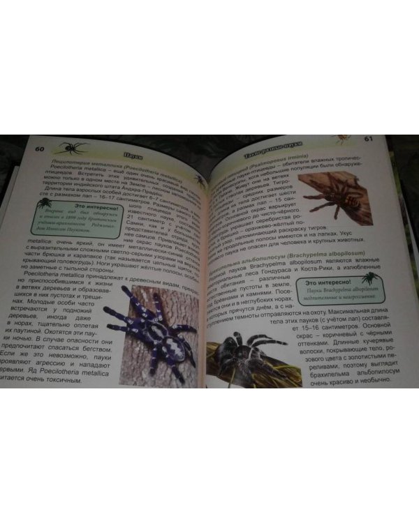 Хочу знать. Пауки