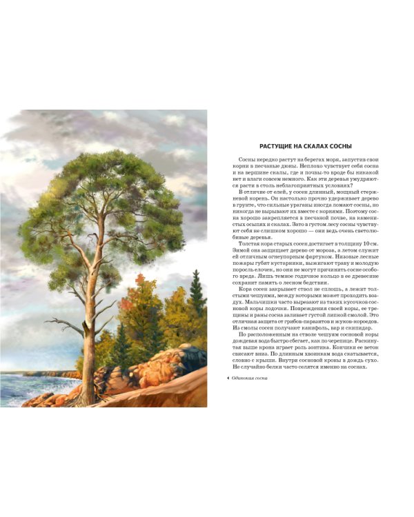 Деревья. Школьный путеводитель