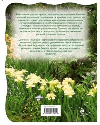 Ирисы. Все лучшие сорта к сезону