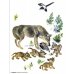 Дополнительное изображение книги «Животные в русской графике. Наглядно-дидактическое пособие для детей 4-7 лет»