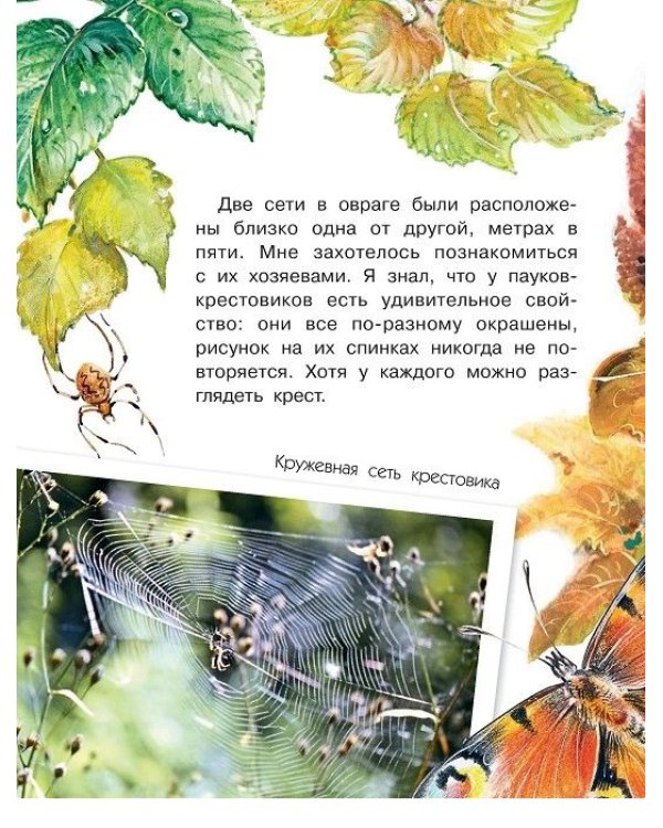Кто развесил в лесу кружева?