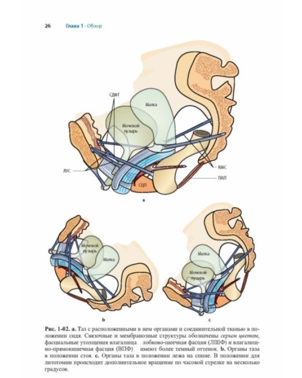 Женское тазовое дно. Функции, дисфункции и их лечение в соответствии с Интегральной теорией / 