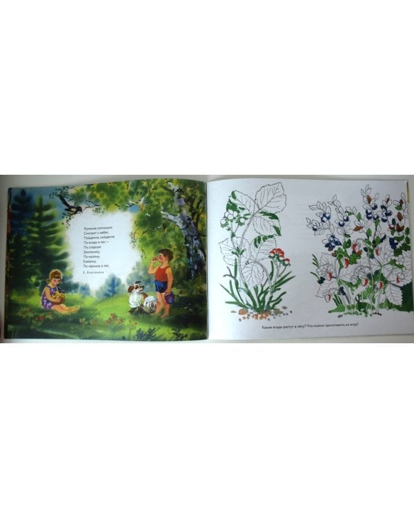 Чудеса леса