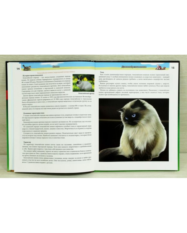 Кошки