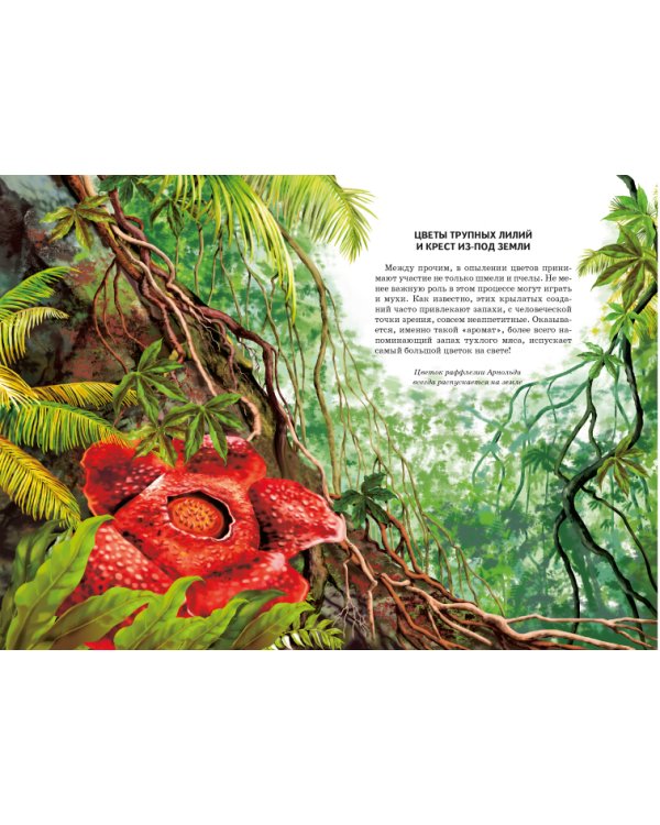 Цветы. Школьный путеводитель