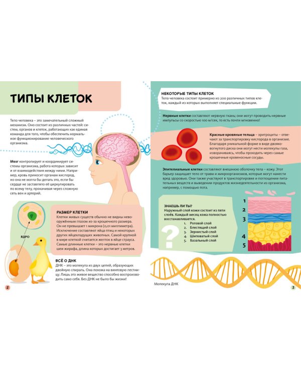 Тело человека