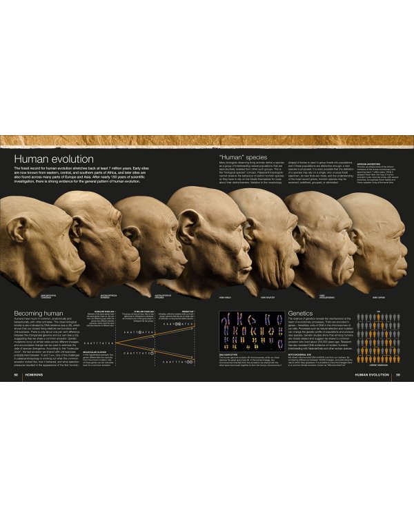 Evolution: The Human Story