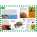 Насекомые