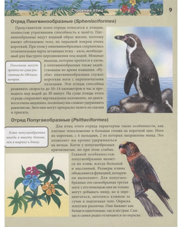Птицы