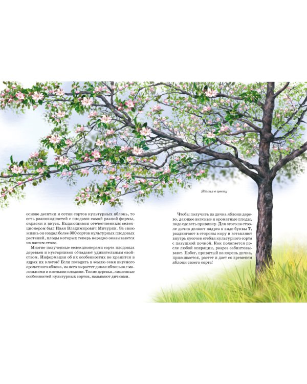 Деревья. Школьный путеводитель