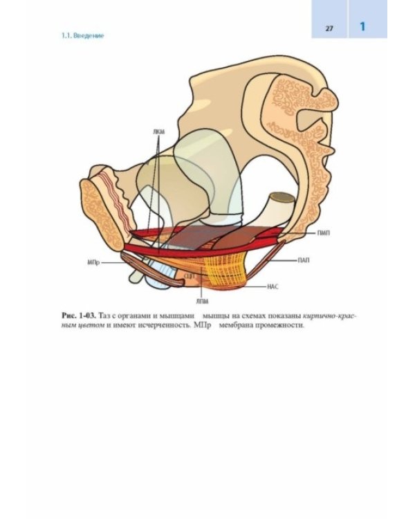Женское тазовое дно. Функции, дисфункции и их лечение в соответствии с Интегральной теорией / 