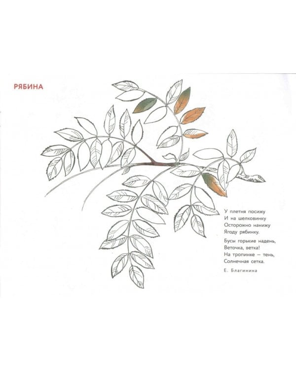 Альбом для раскрашивания. Угадай, нарисуй, раскрась