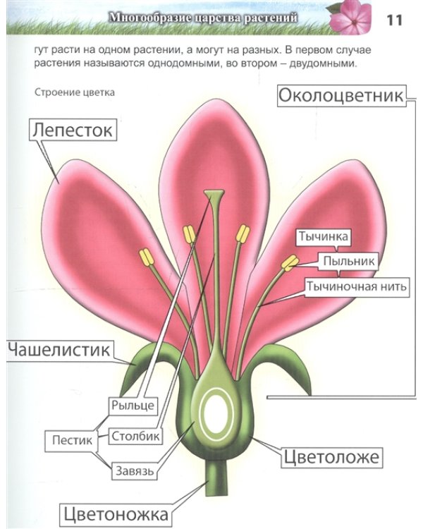 Энциклопедия. Удивительный мир растений