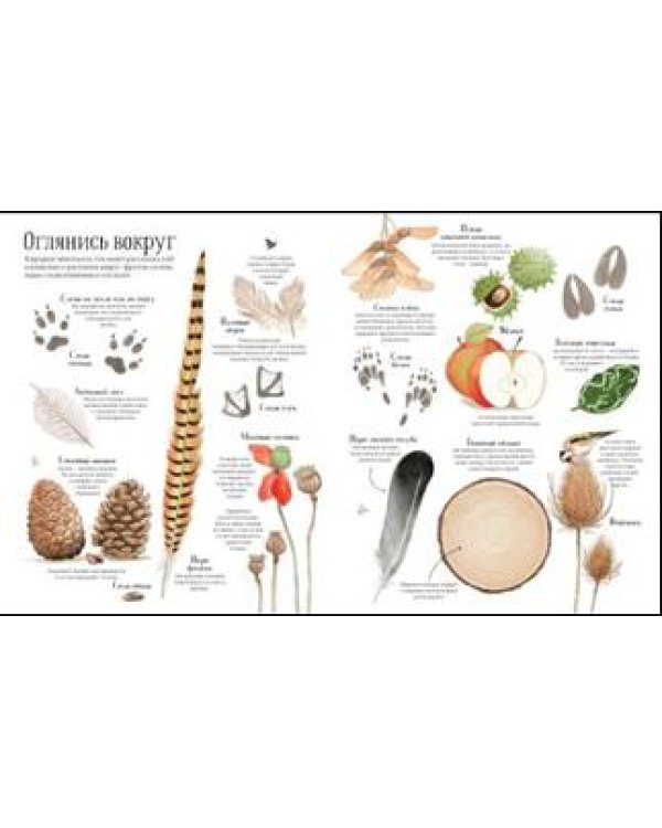 Встречи с дикой природой