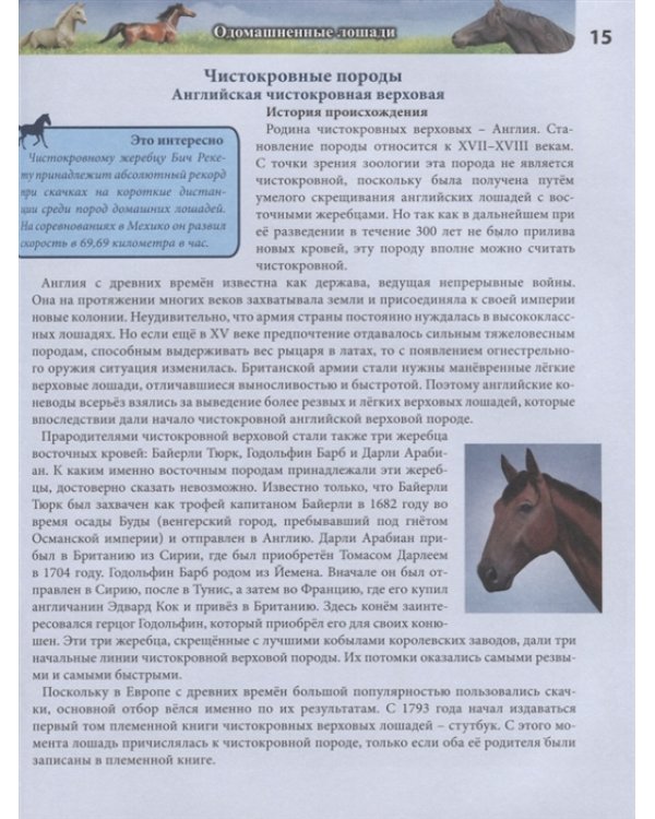 Хочу все знать. Лошади