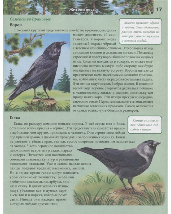 Птицы