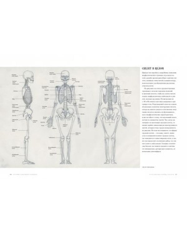 Основы анатомии человека. Наглядное руководство для художников