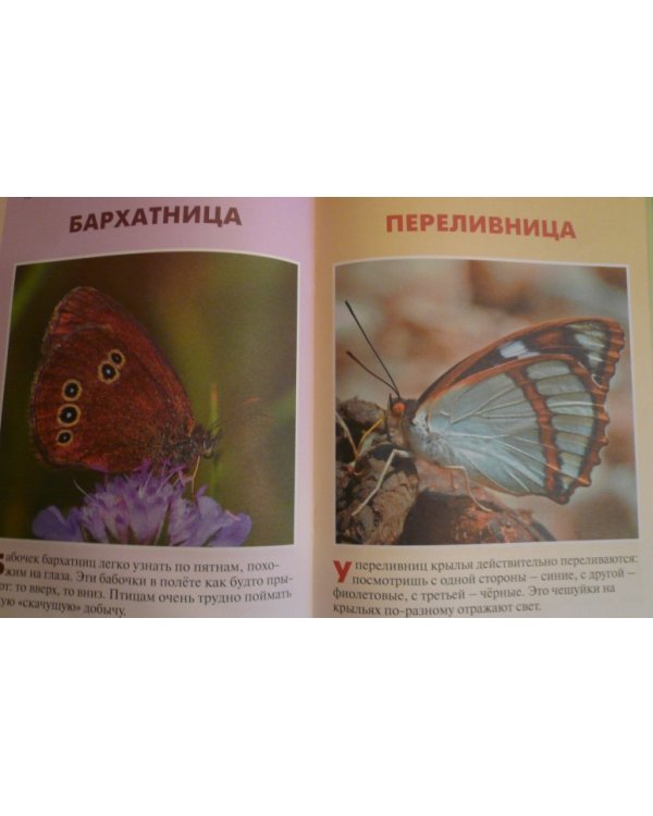 Бабочки + обучающие карточки и раскраски