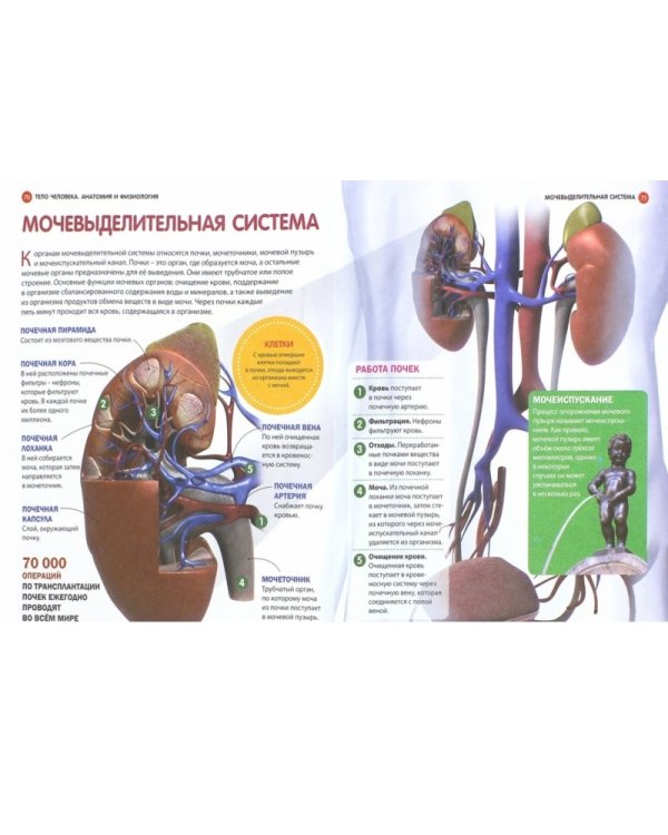 Тело человека. Анатомия и физиология