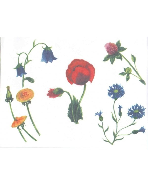 Альбом для раскрашивания. Угадай, нарисуй, раскрась