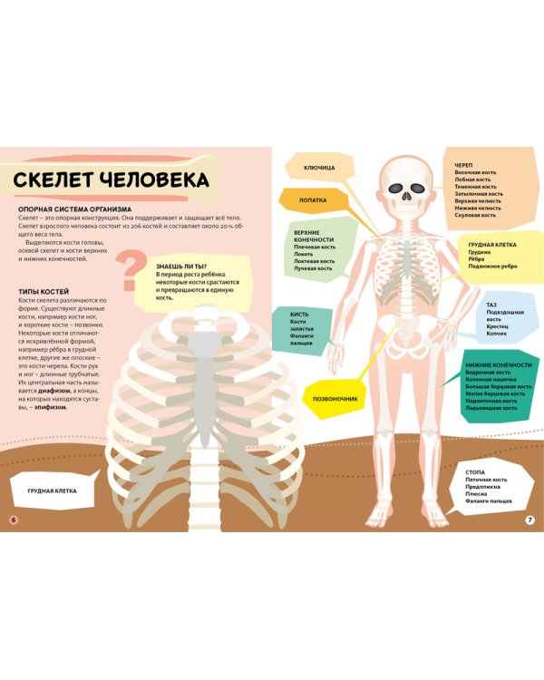 Тело человека