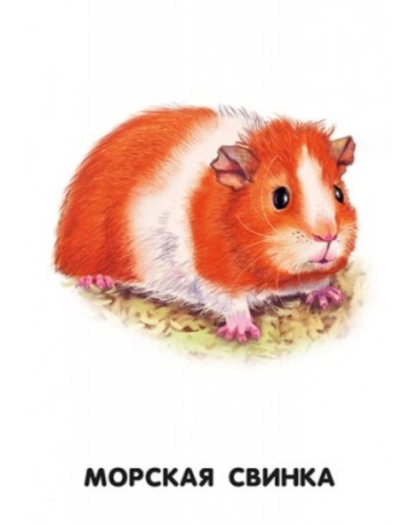 Дополнительное изображение книги «Домашние животные»