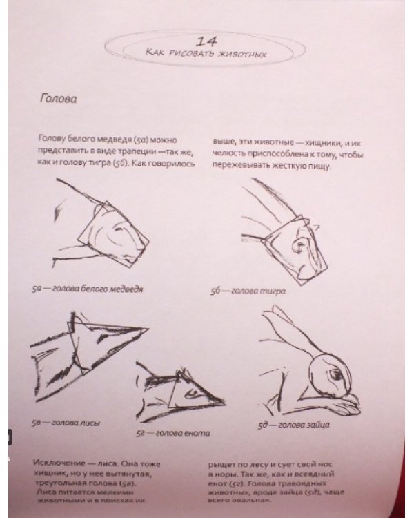 Животные