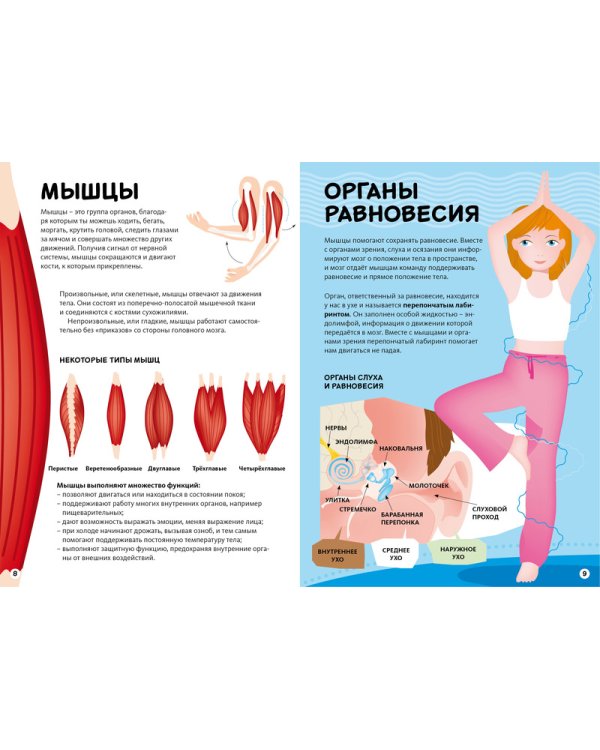 Тело человека