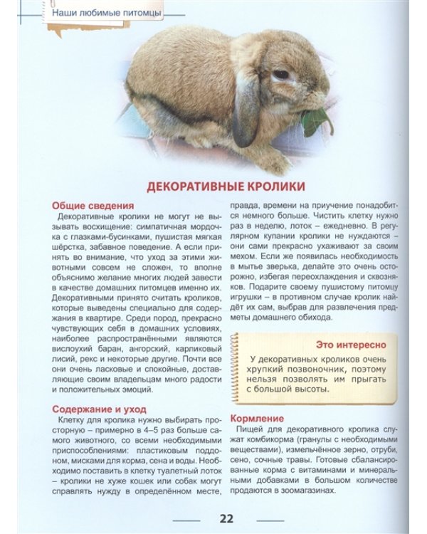 Наши любимые питомцы
