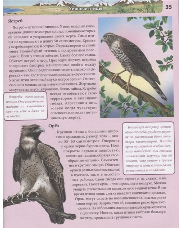 Птицы
