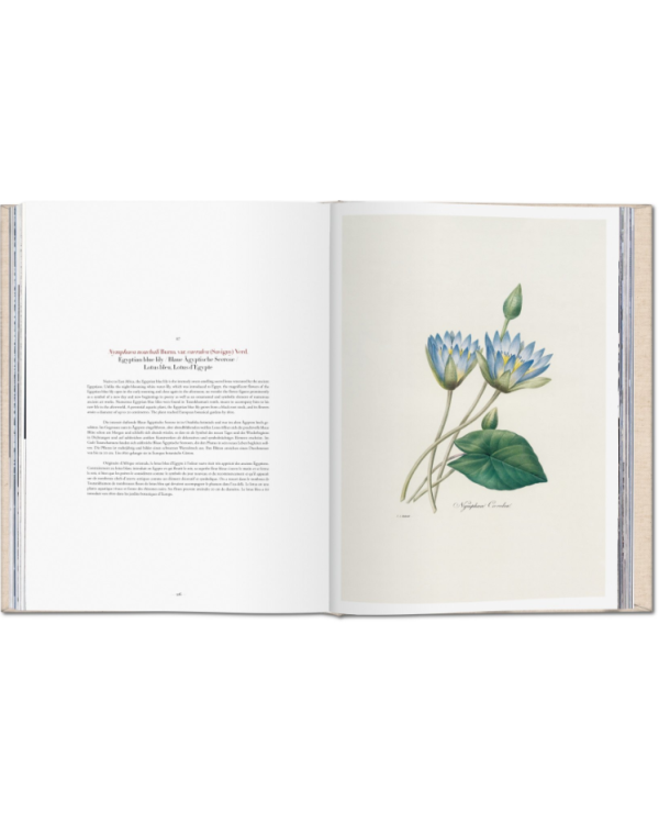 Redoute. Selection of the Most Beautiful Flowers