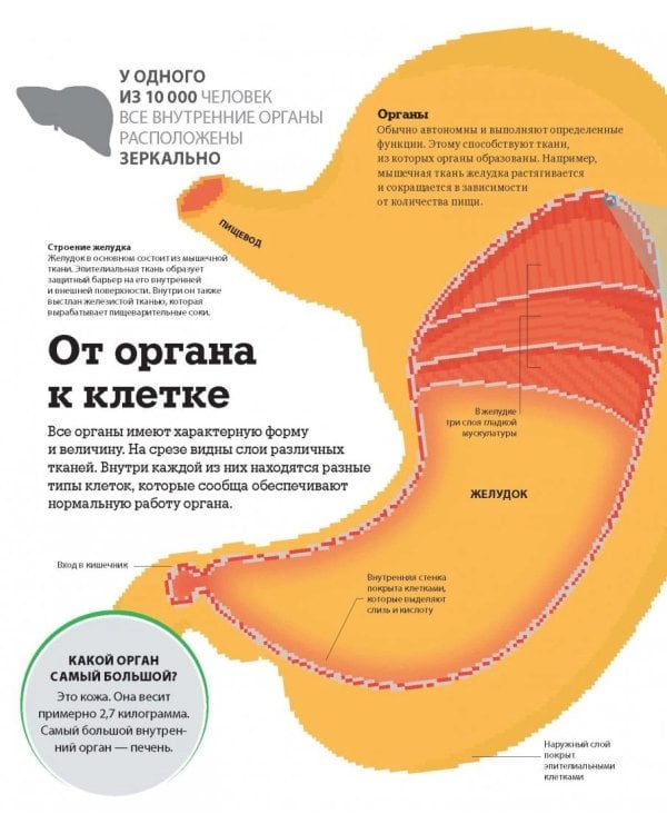 Как работает тело