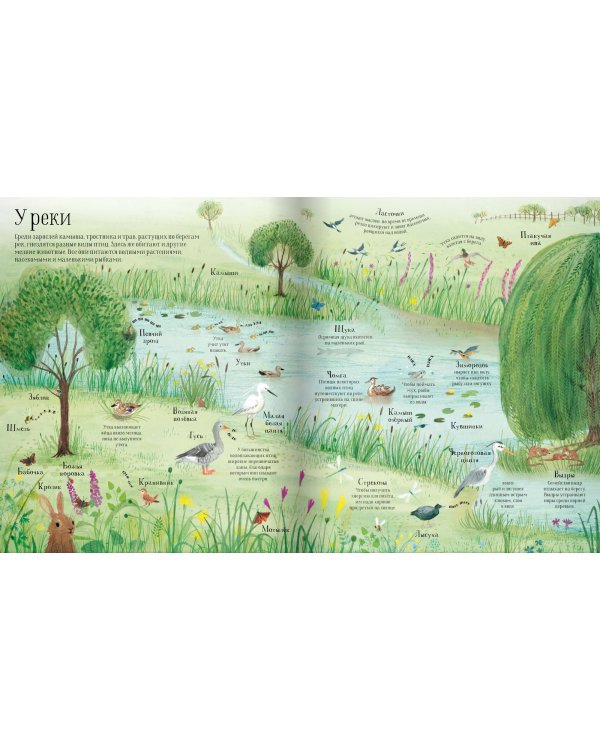 Встречи с дикой природой