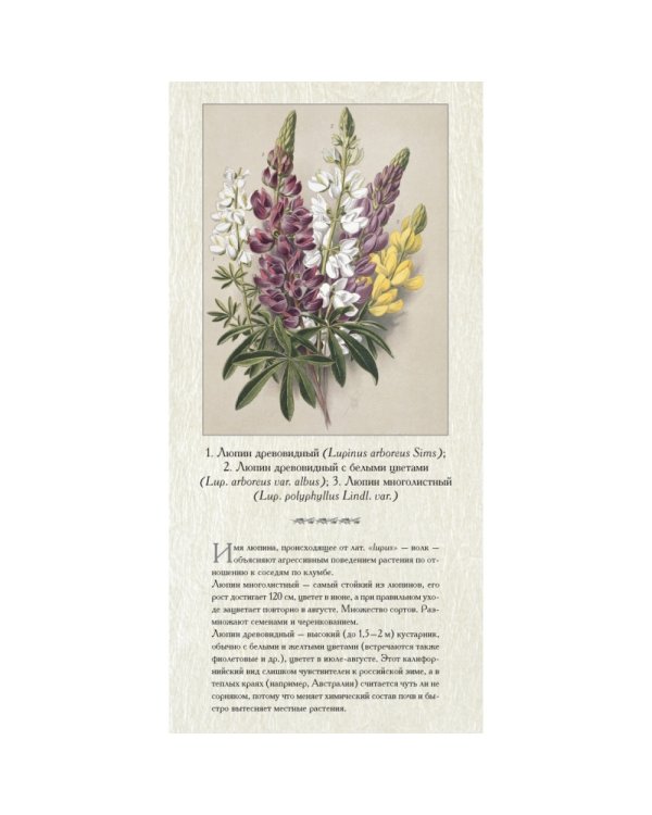 Садовые многолетники