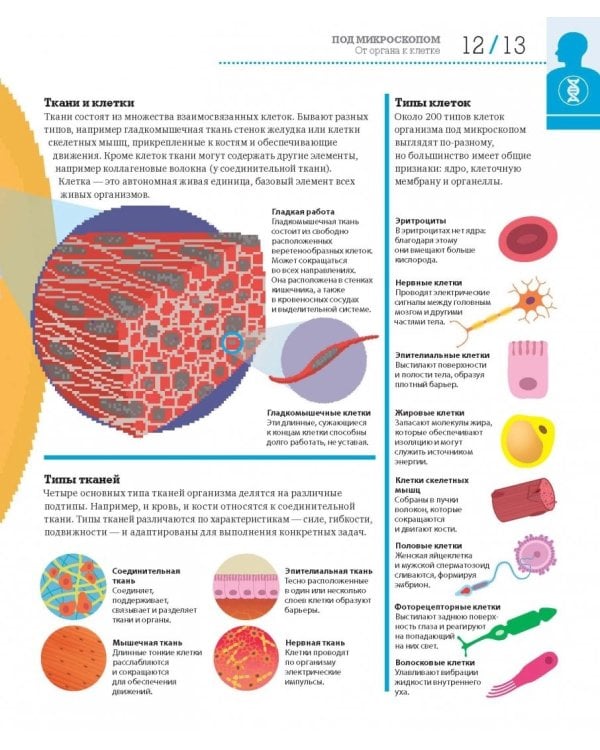 Как работает тело