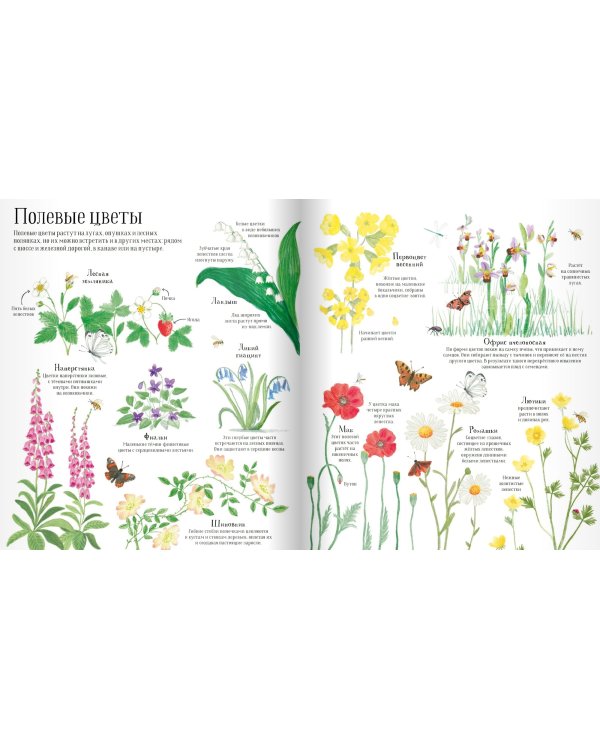 Встречи с дикой природой