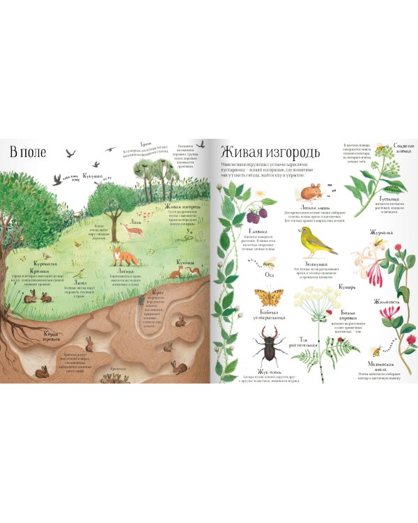 Встречи с дикой природой