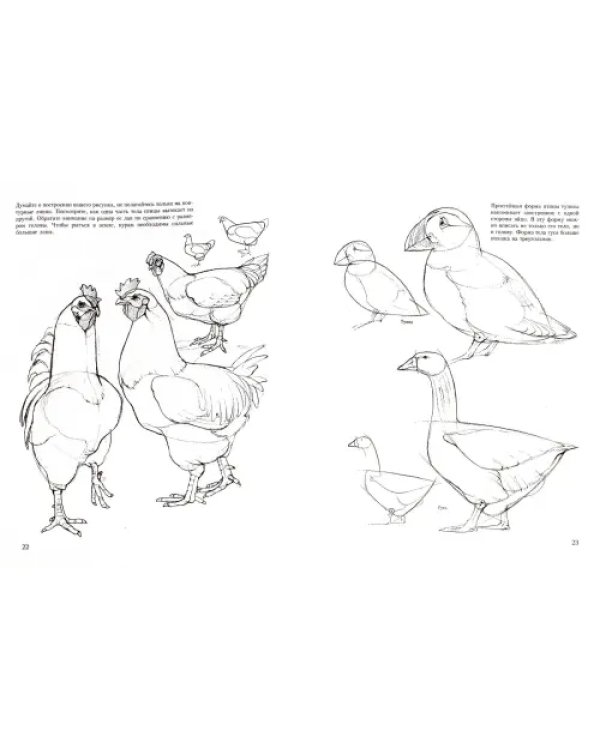 Учитесь рисовать птиц