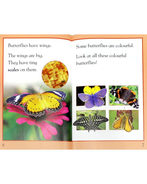 Butterflies