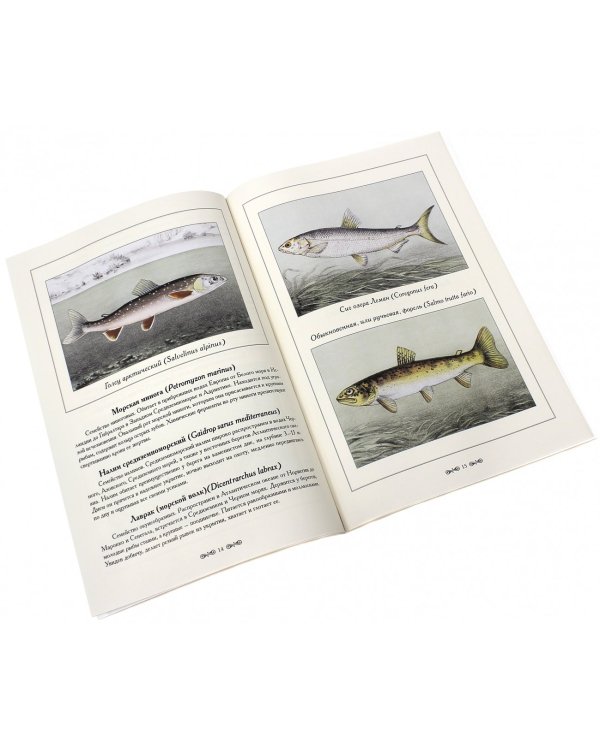 Рыбы и рыбалка